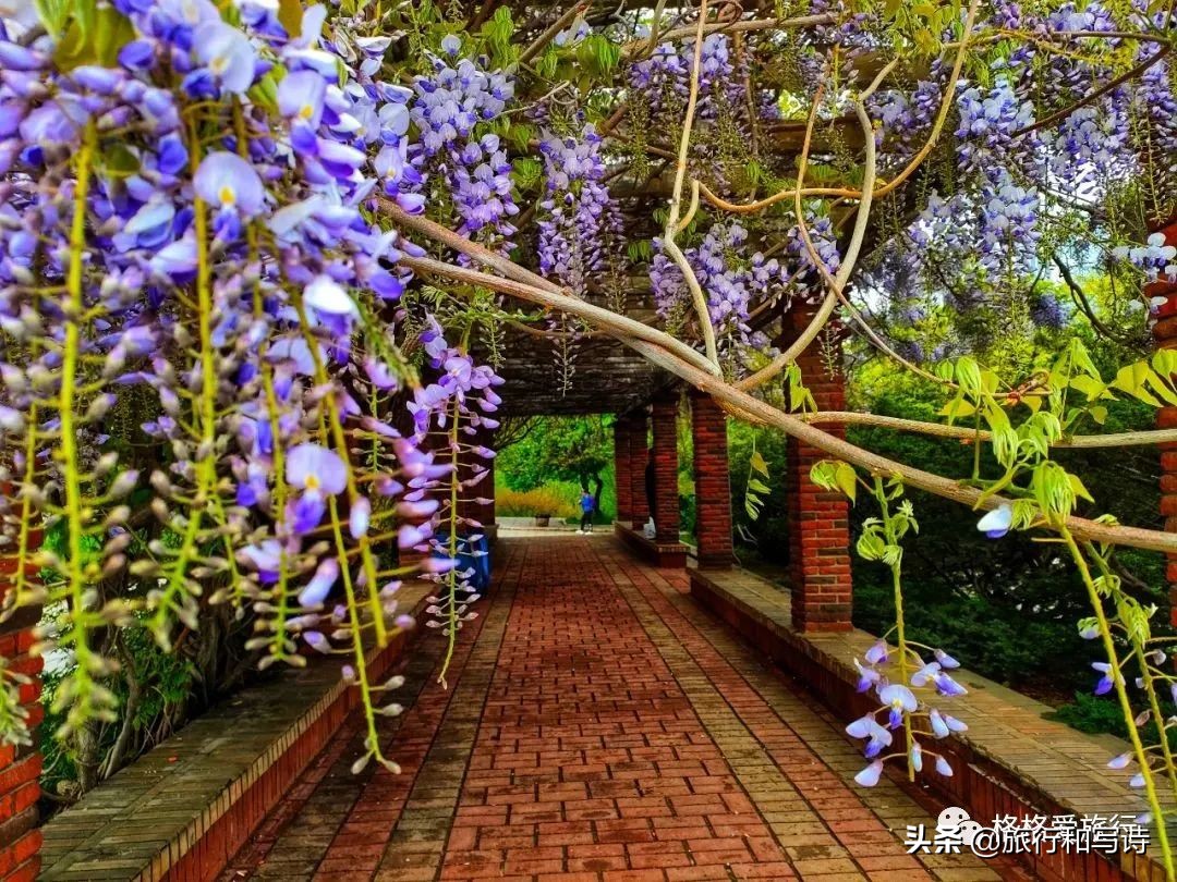 大连劳动公园相亲角,大连劳动公园唱歌的