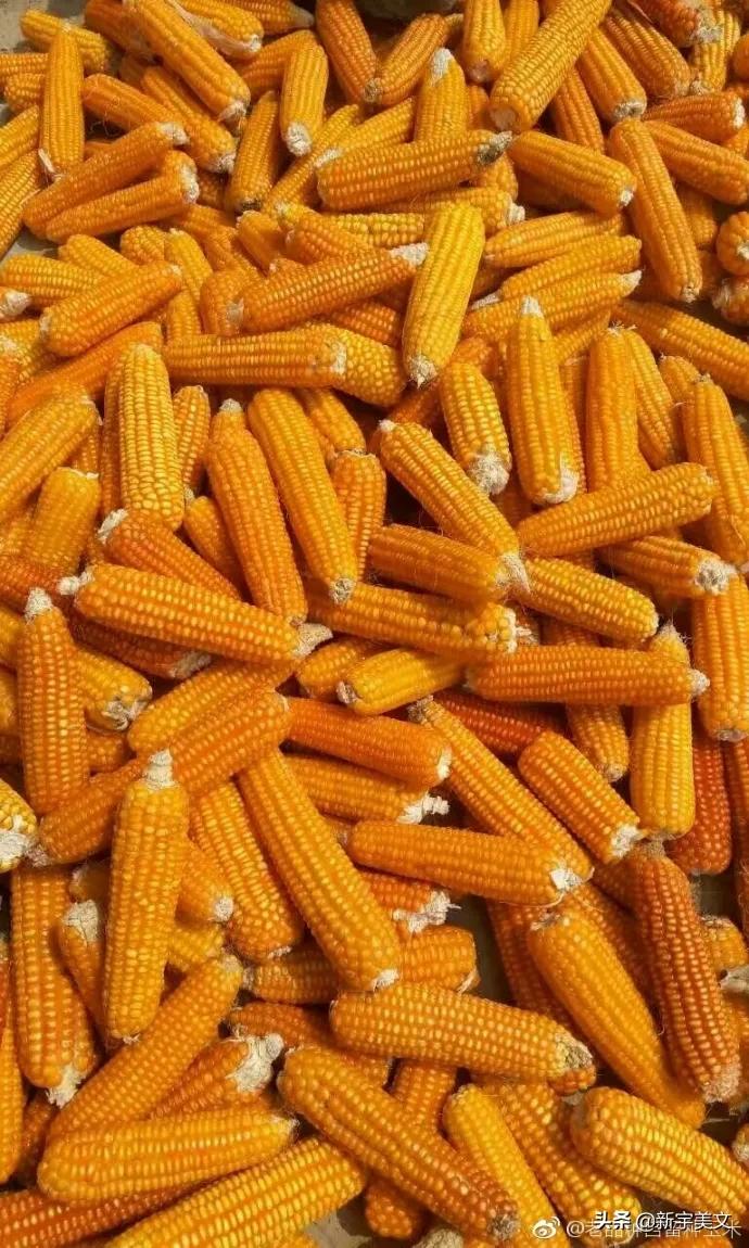 中国最优质的玉米,优质粮食玉米