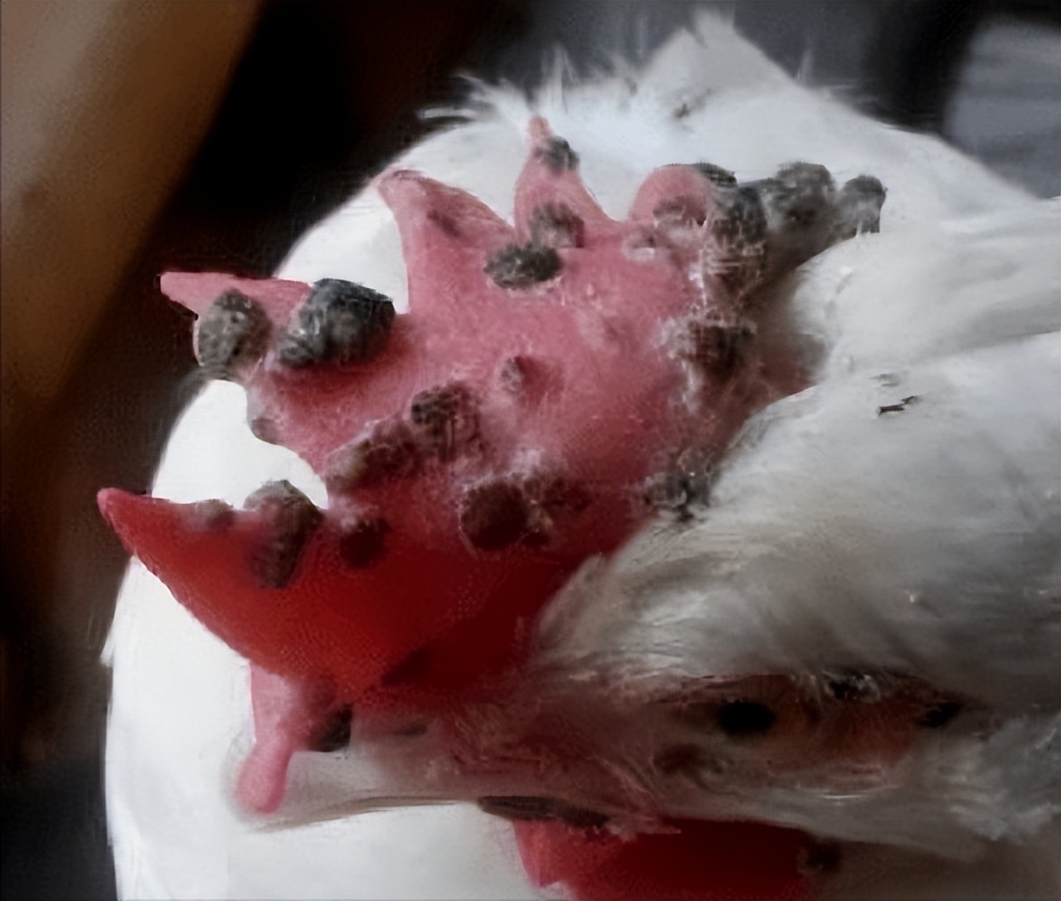 鸡得了皮肤型鸡痘怎么办,鸡长痘痘是什么原因