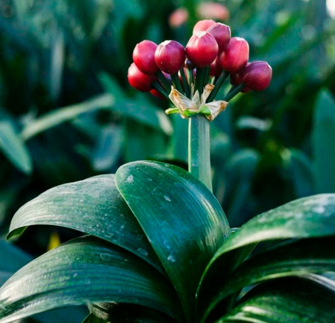 家中养三种花养人旺家,养人旺家聚福气的花