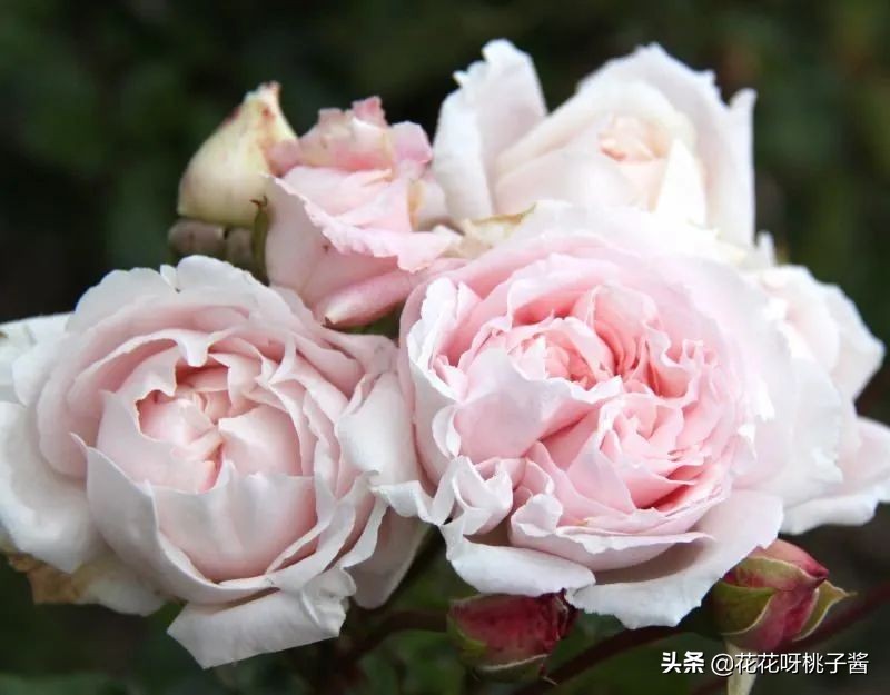 花期特别短暂开放好看的粉色月季,粉色可爱融化你的少女心月季