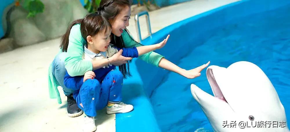 夏至|蝉鸣惊半夏，乐园极地纳清凉