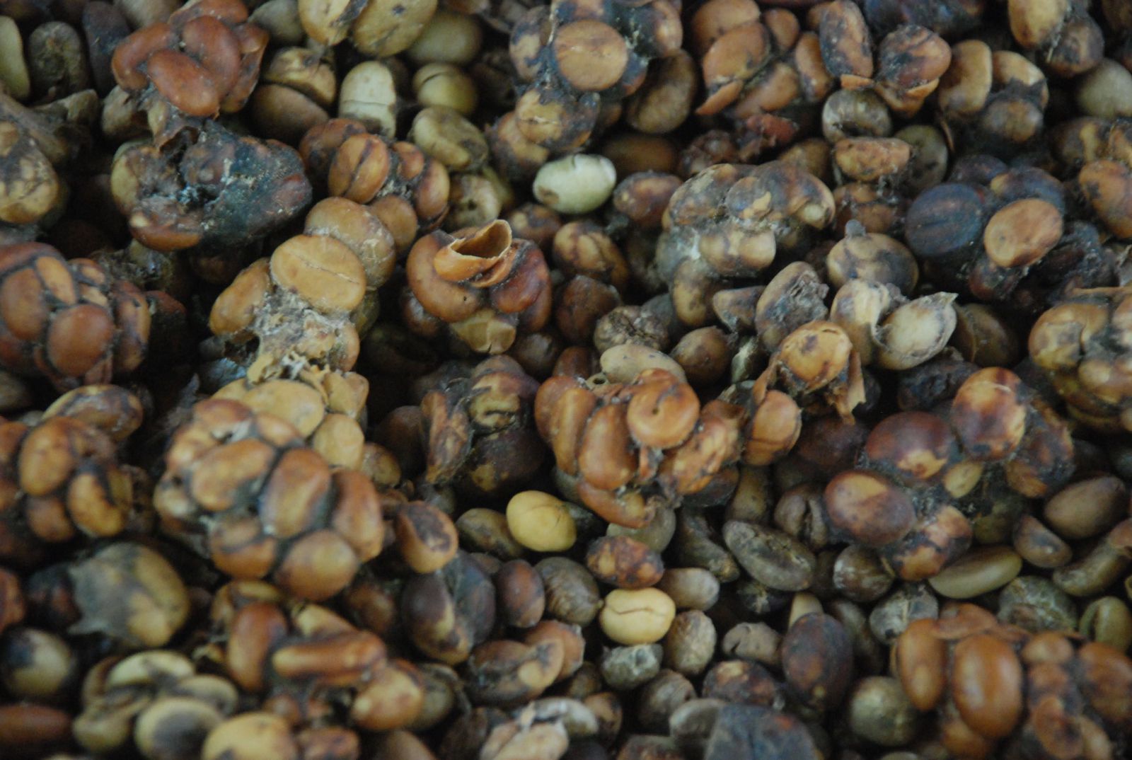 猫屎咖啡是怎么来的全过程,猫屎咖啡是怎么由来的