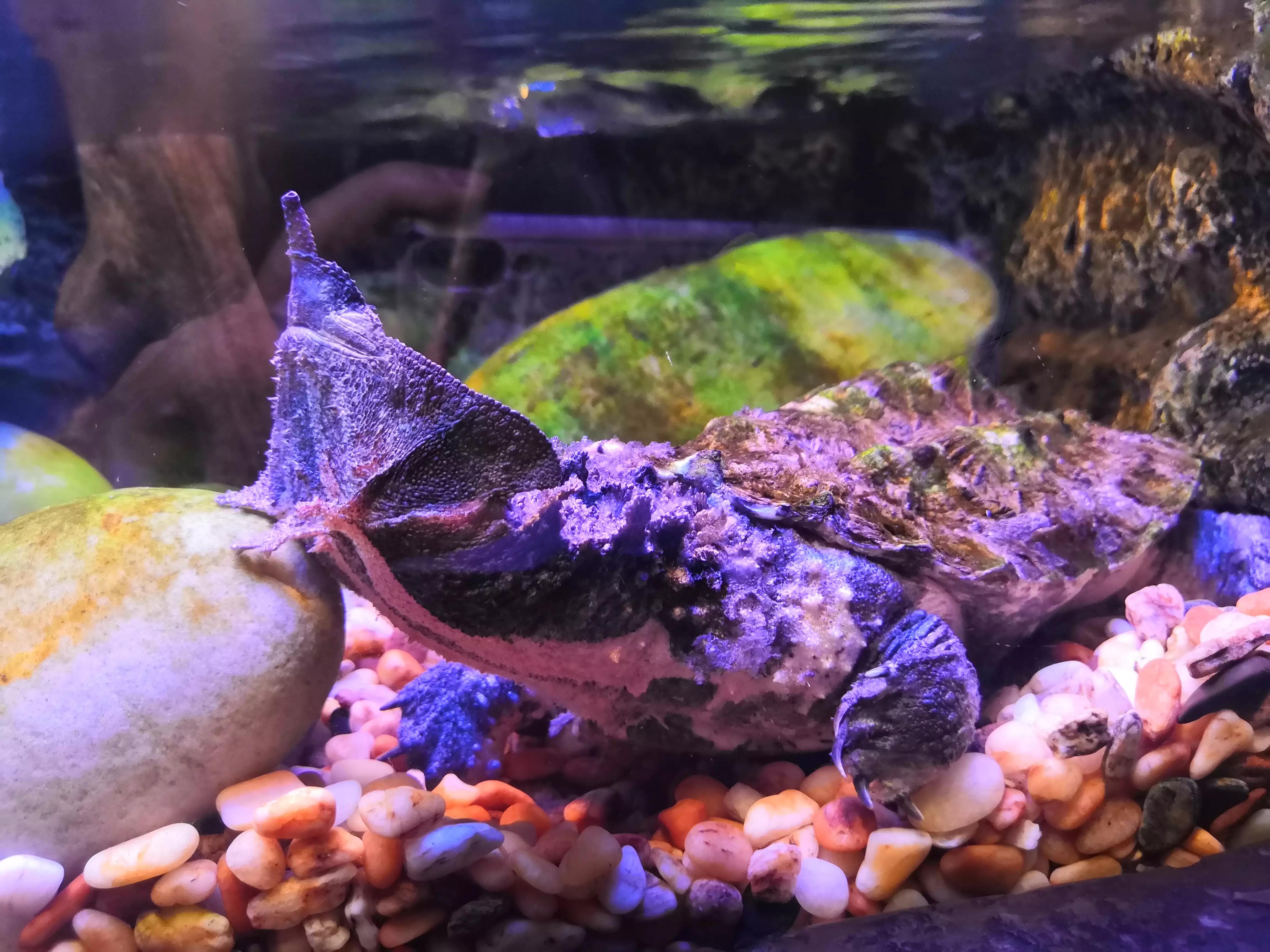 上海海洋水族馆鲨鱼,上海海洋水族馆当天能购票吗