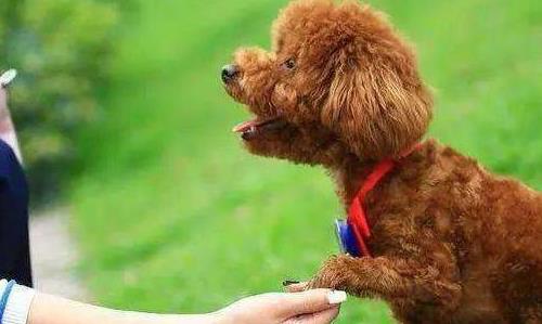 如何给泰迪狗清理肛腺,如何清理泰迪幼犬排泄腺