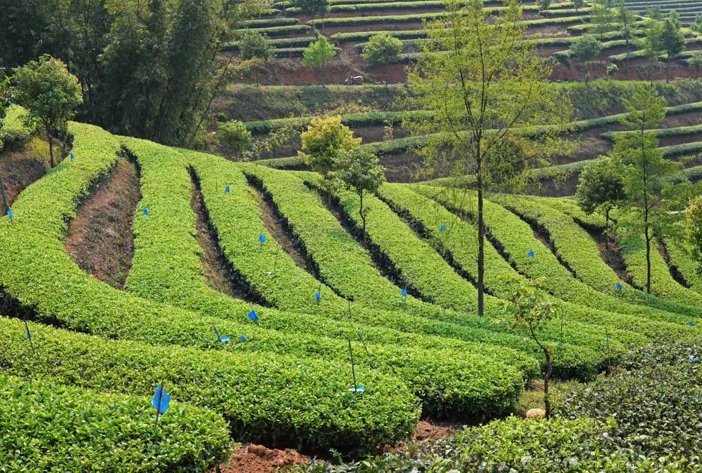 正谷有机滇红,正谷滇红