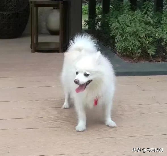 银狐犬寻狗启事,寻找银狐狗广州