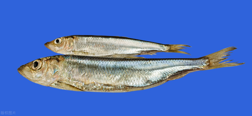 国产鲱鱼罐头与瑞士鲱鱼罐头,鲱鱼臭还是鲱鱼罐头做的臭