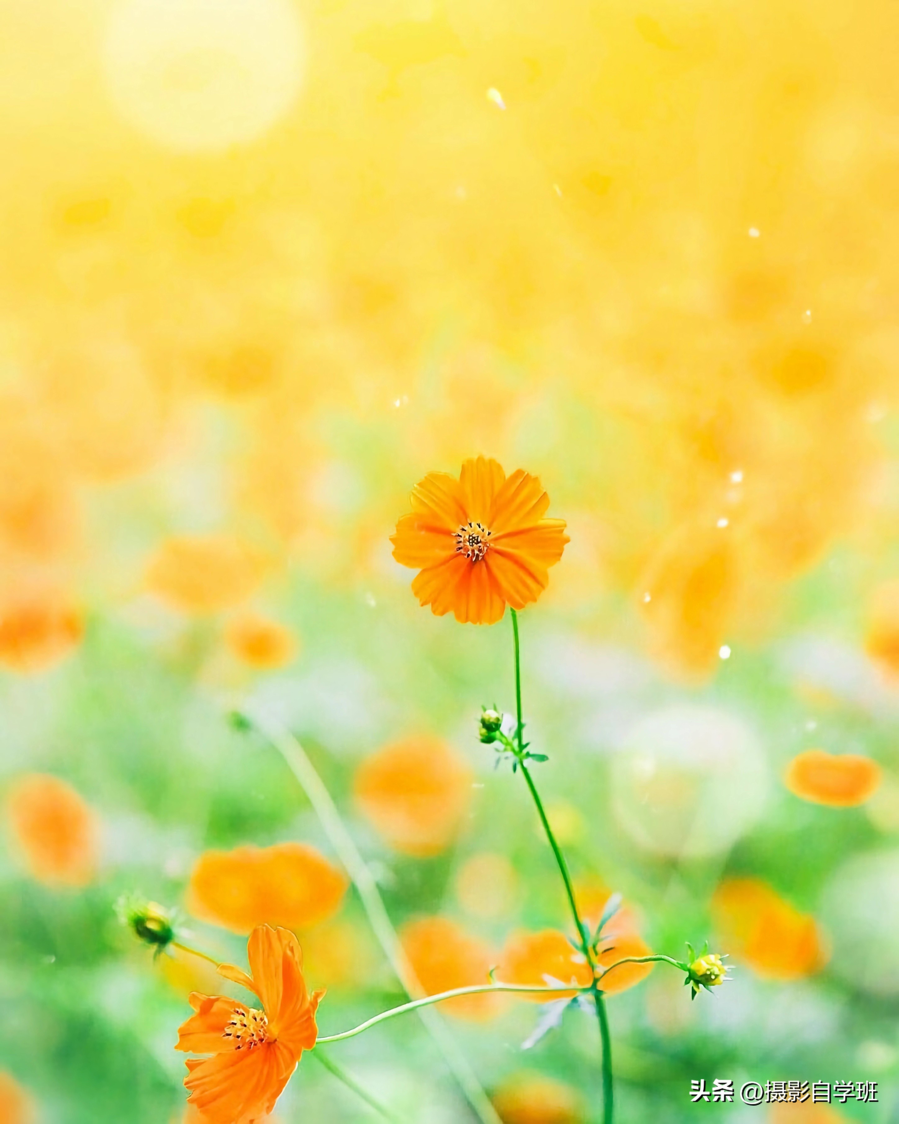 格桑花拍摄技巧,格桑花怎么拍照好看