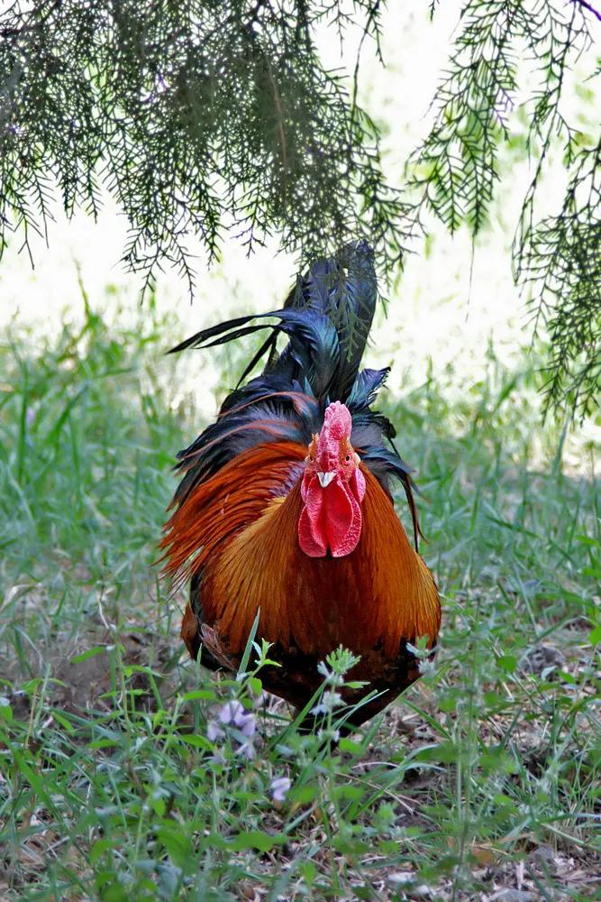 杀鸡用牛刀,杀鸡开肚的正确方法最快