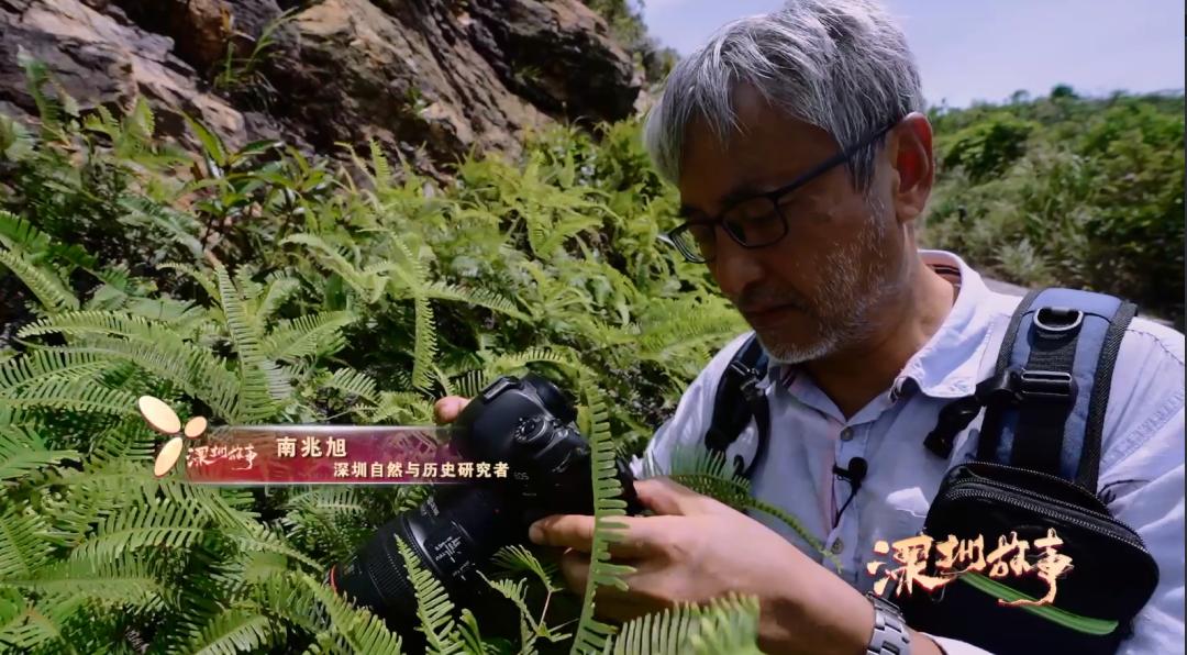 深圳散步步道,深圳生日观景