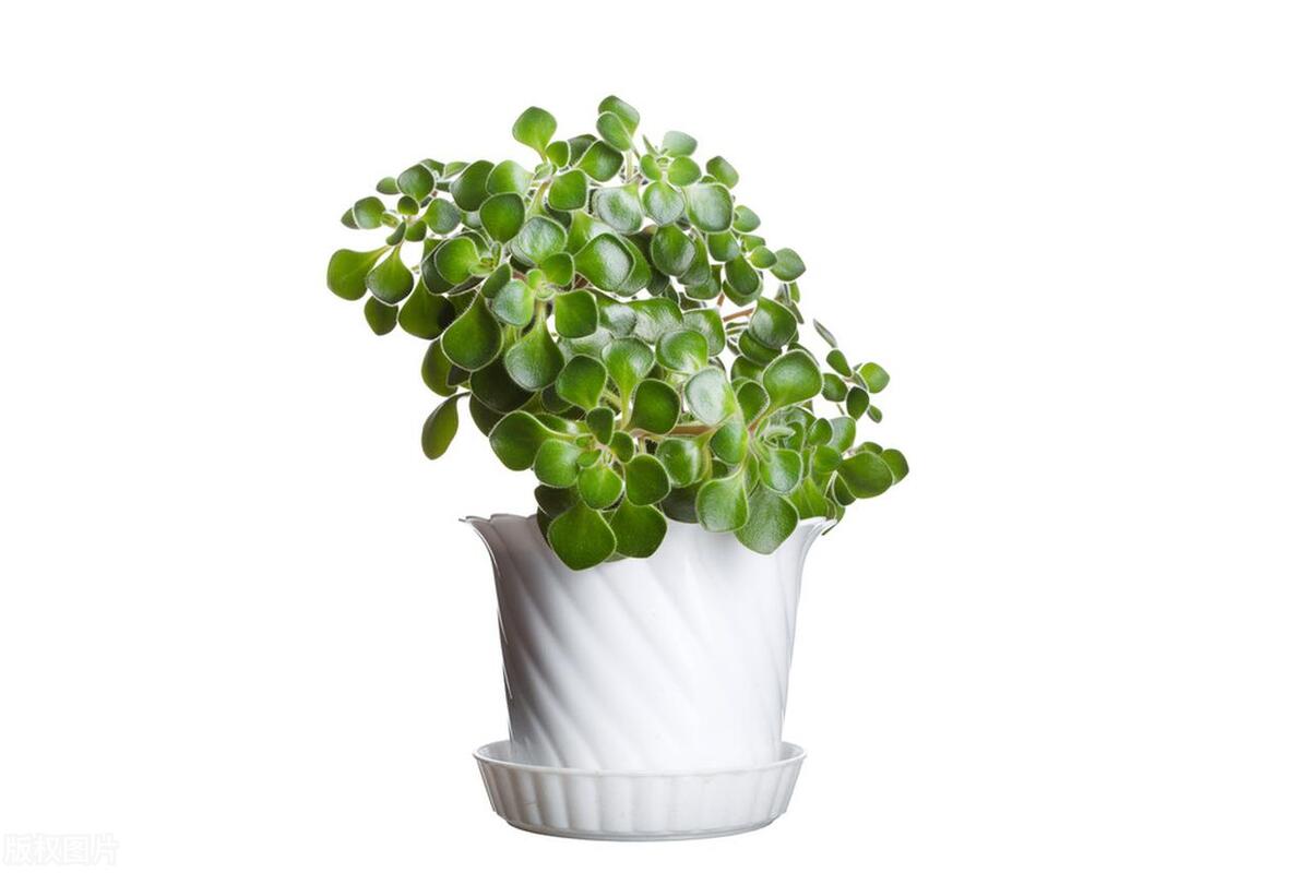 金钱树上有虫子怎么办,金钱树根部有虫子怎么处理