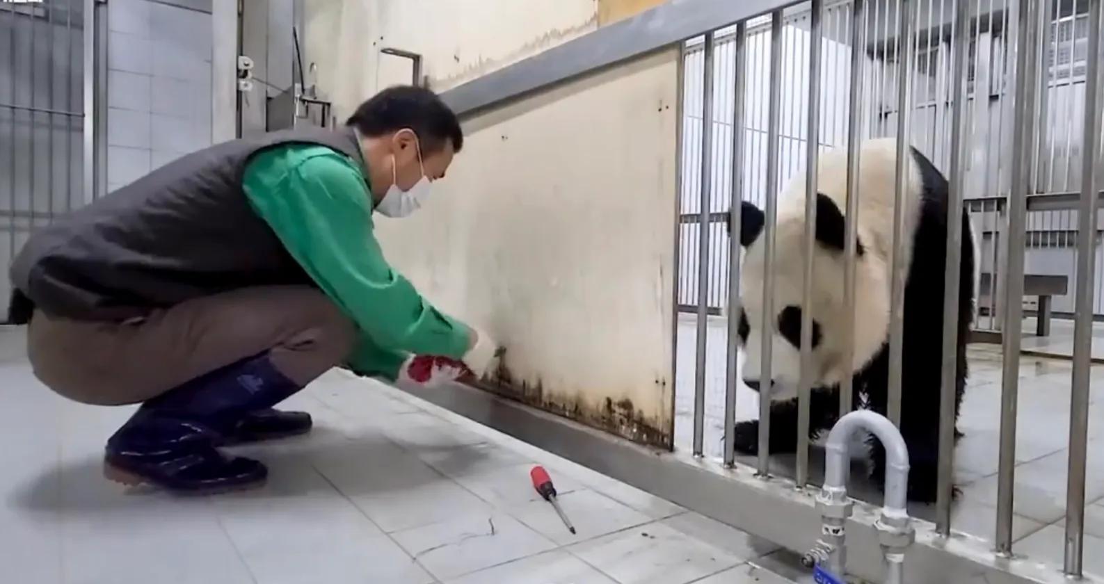 央妈也蹭热度官宣爱宝二胎，宝家族自然繁育的故事，再次开花结果