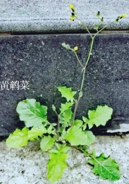 黄鹌菜是不是叫蒲公英,黄鹌菜与蒲公英的图片对比