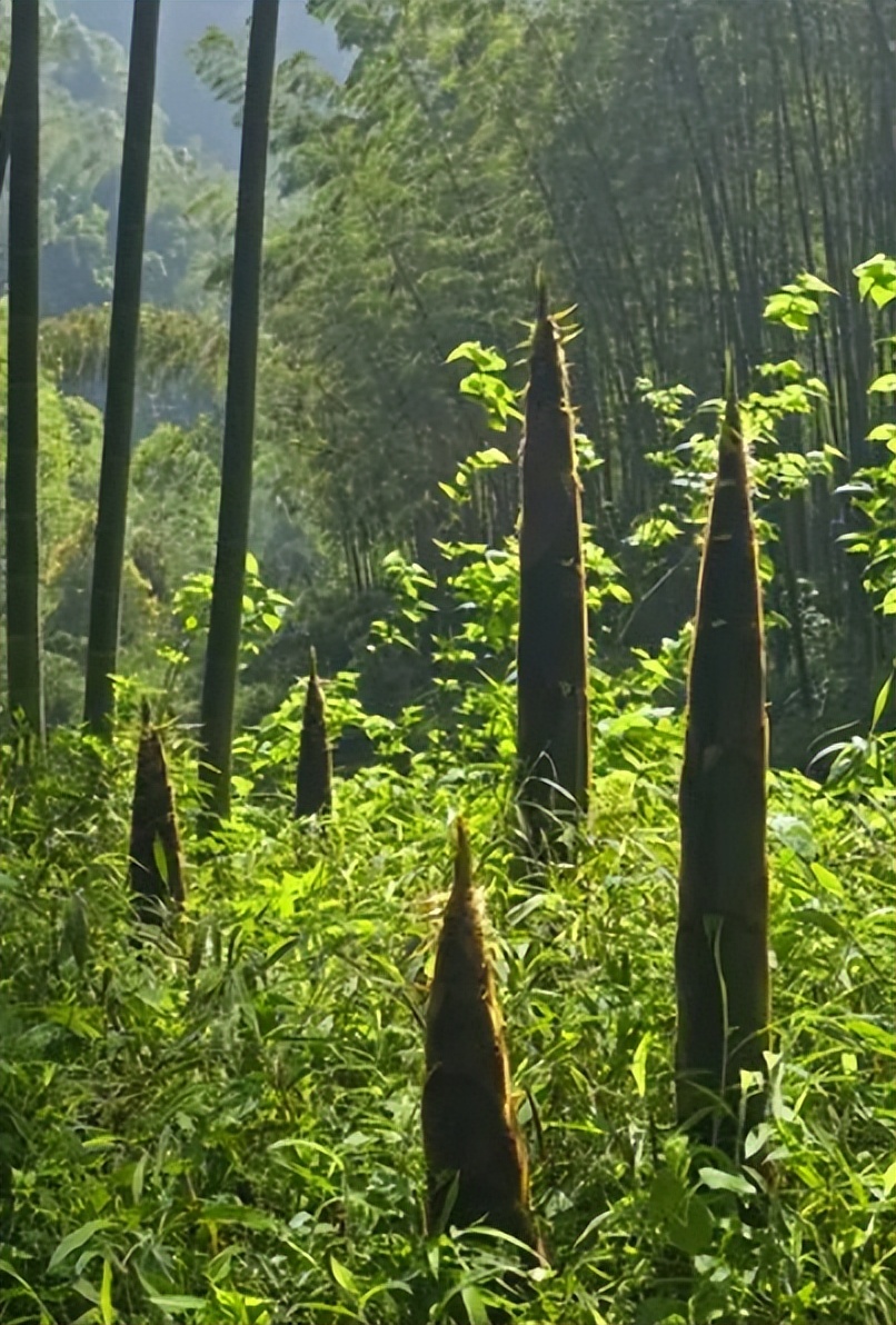 初夏新笋,关于竹笋的诗词8首