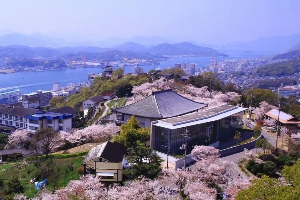 2023日本樱花什么时候开花,2023年日本樱花开放预测