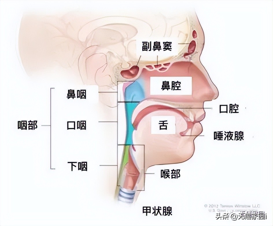 5年生存率超过90%是不是治疗率高,5年生存率图