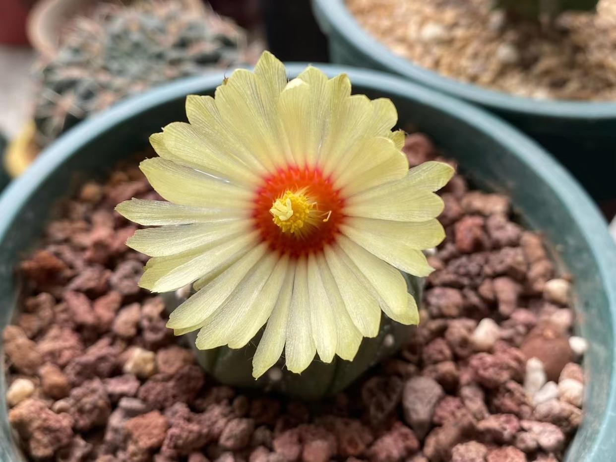 仙人球品种精品,仙人球名贵绿植