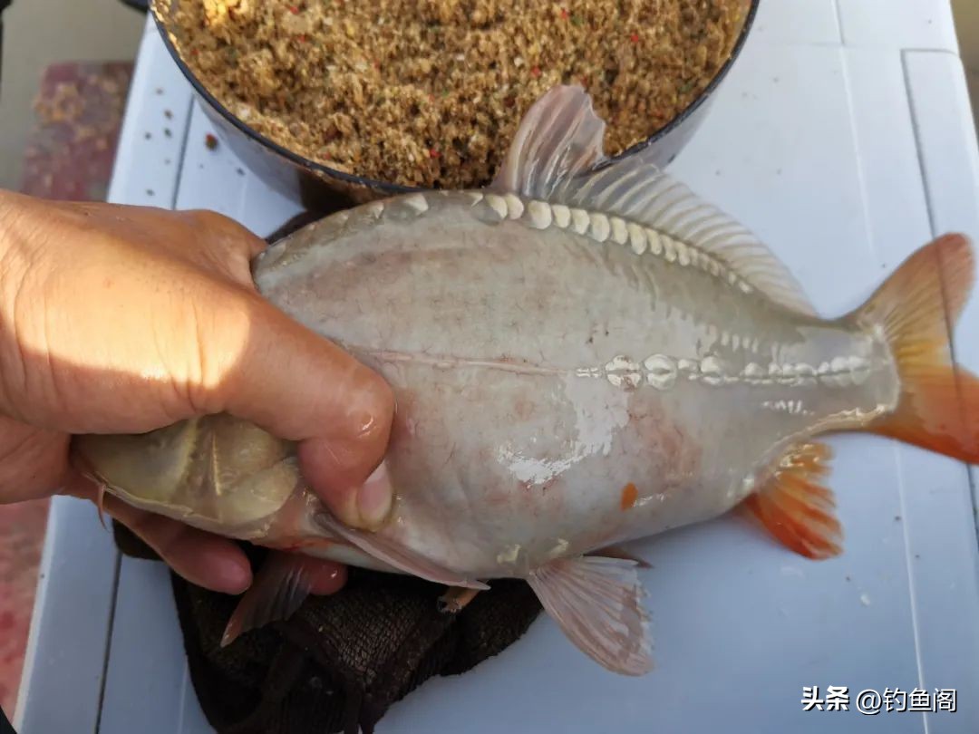 渔具店老板用什么饵钓鱼,钓鱼技巧渔具店