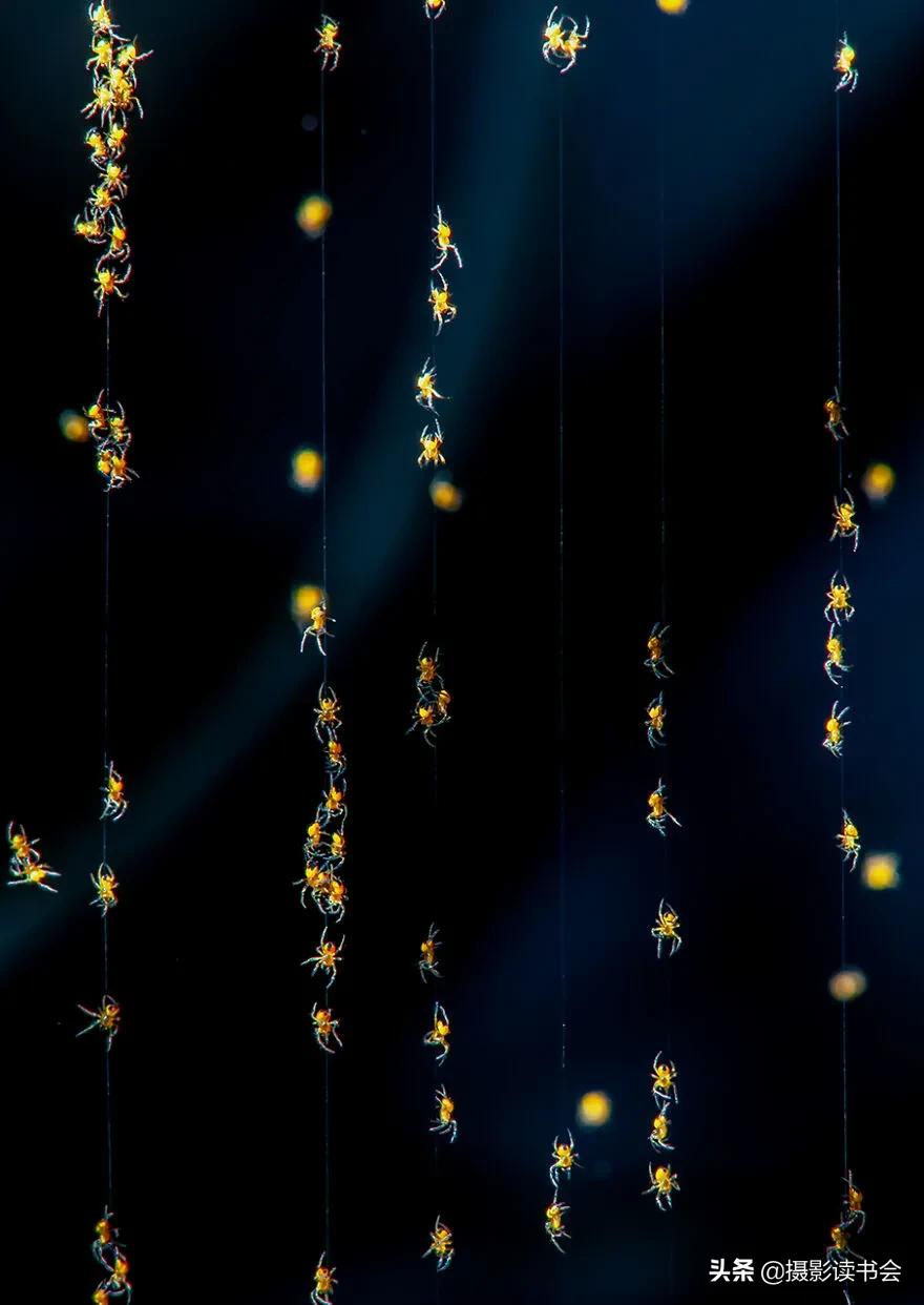 2018年度最佳摄影照片,创造出令人惊叹的自然摄影照片