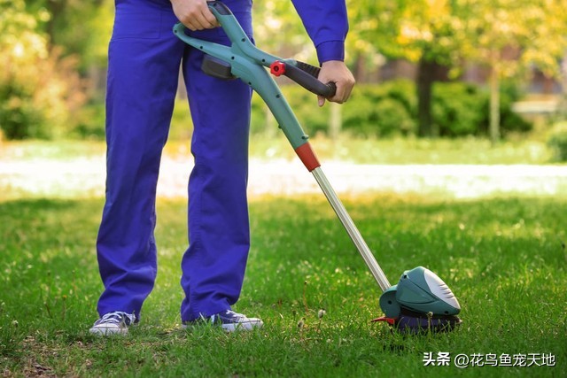 新种草皮的维护,新铺设草皮怎么养护