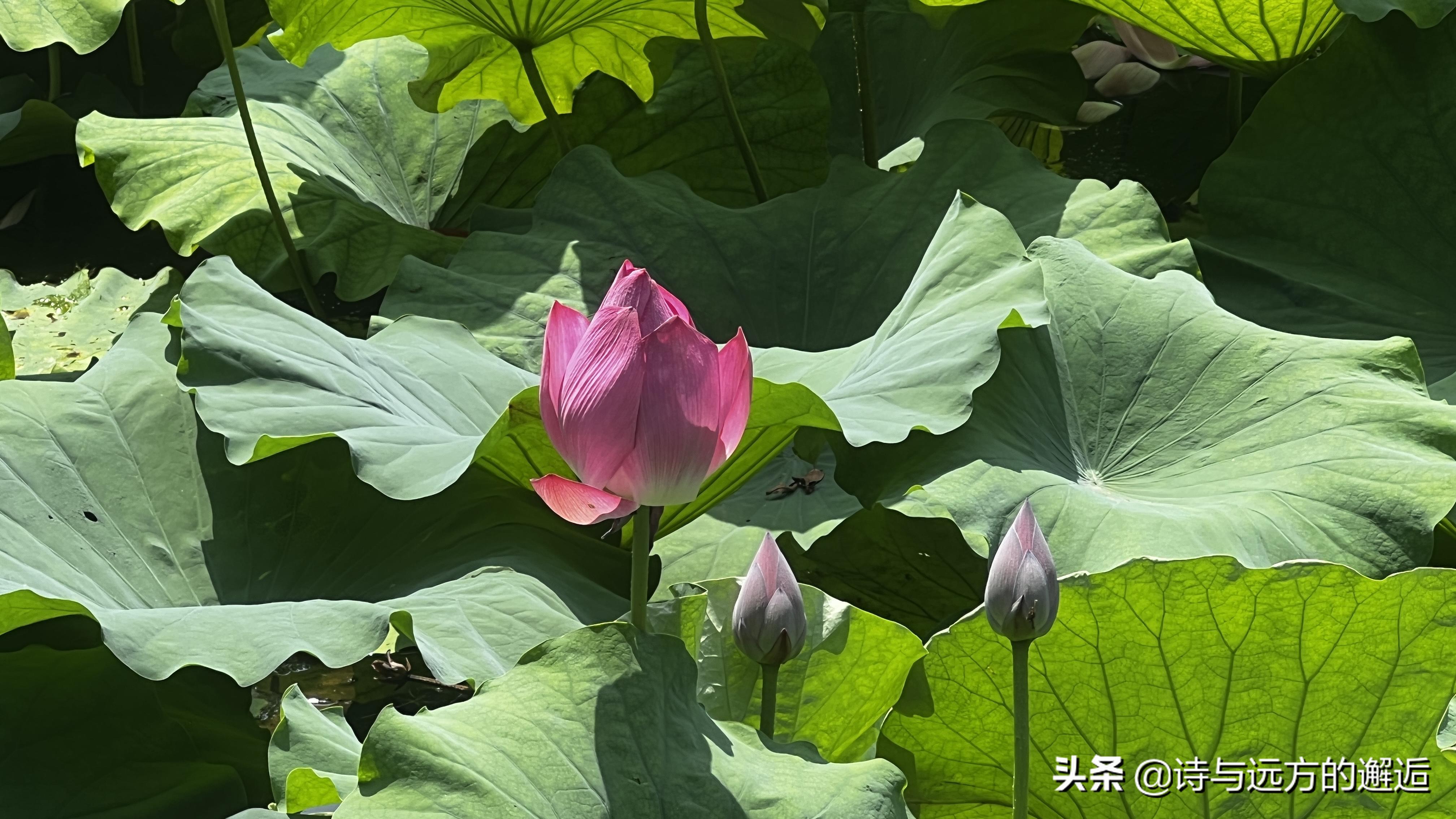 走走看看：接天莲叶无穷碧，映日荷花别样红——古漪园赏荷