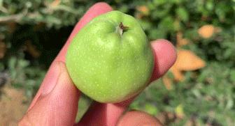 断货王！出口级威海金苹果，今日半价就能买1箱