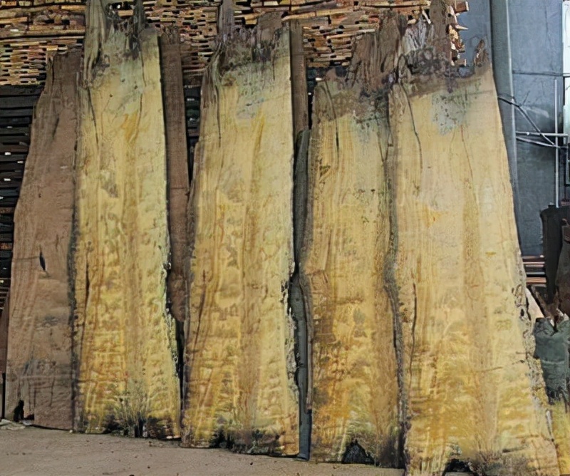 广东惠州乌木事件,四川发现巨型乌木最新消息