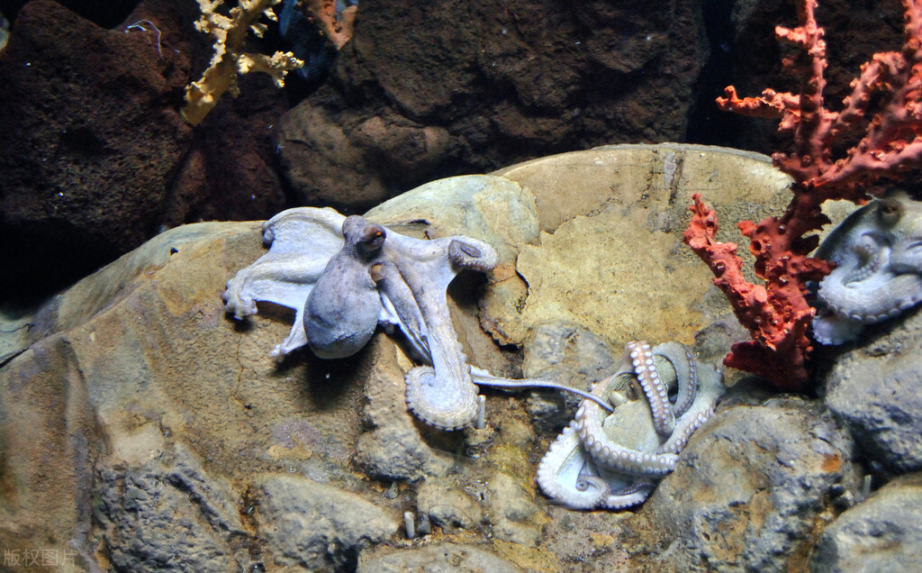 鱿鱼墨鱼章鱼八爪鱼有什么区别吗,如何分清章鱼鱿鱼和墨鱼