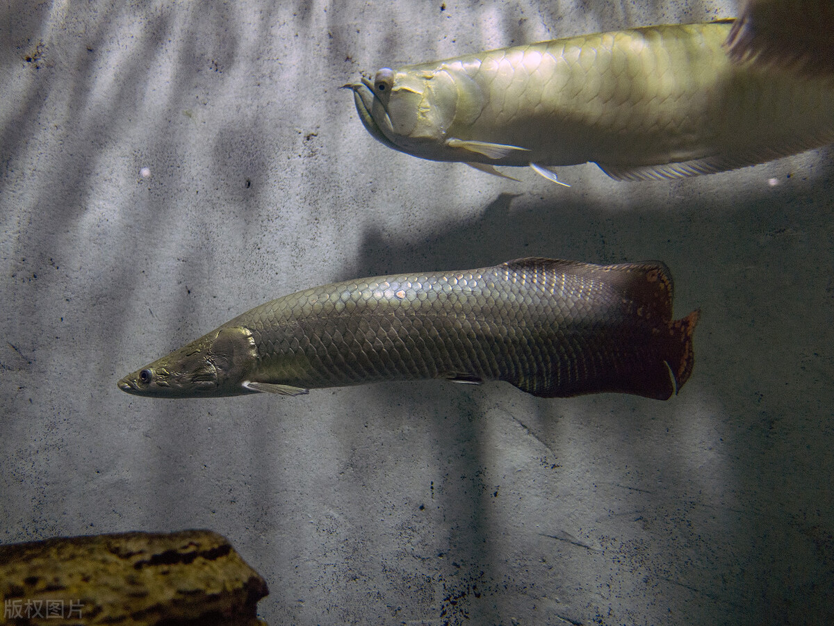 鸡粪养鱼的效益,4亩的鱼塘鸡粪养鱼的正确方法