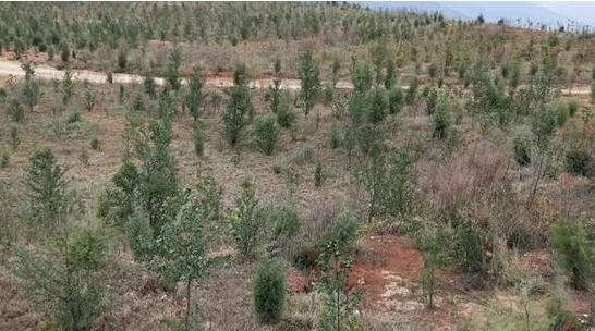 赵本山幕后金主，花百万买手机号，最终为何锒铛入狱?