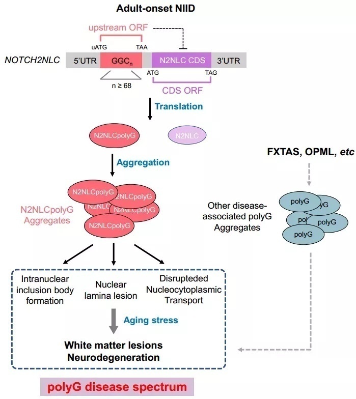 复旦大学最尖端的科研成果,复旦团队发表研究成果