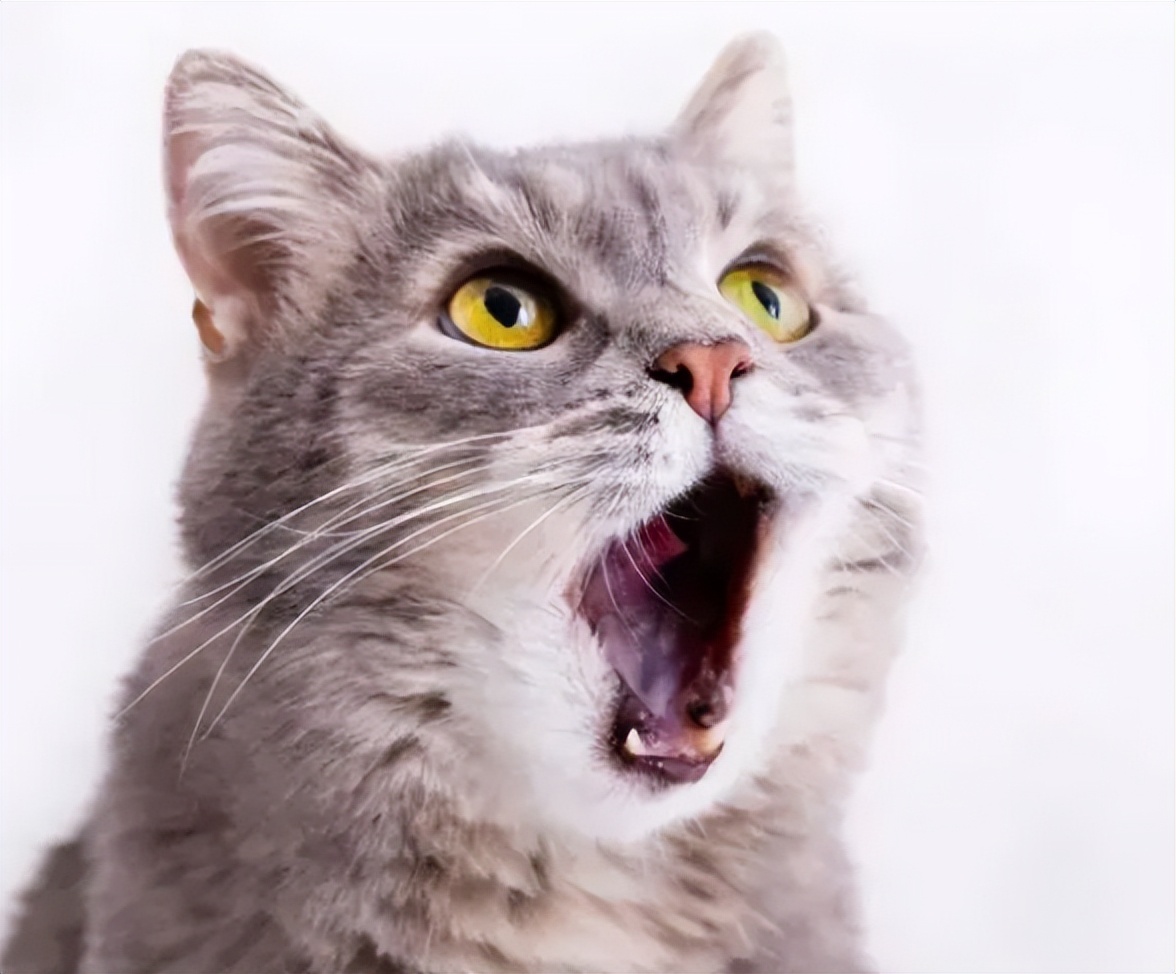 猫咪口臭严重是得了什么病吗,猫咪口臭的症状和治疗方法