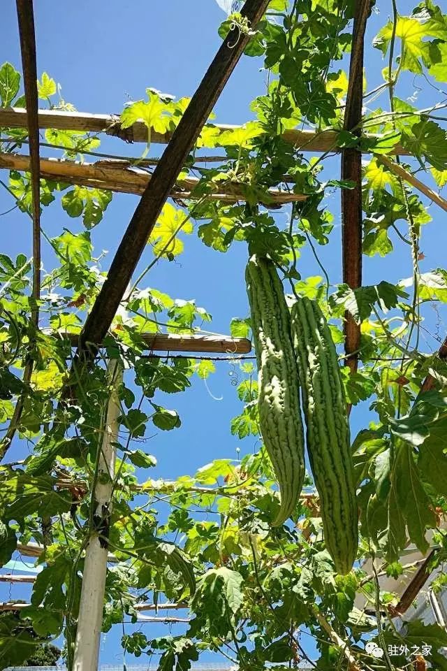 驻外人的“花花世界”——且看菜园变花园