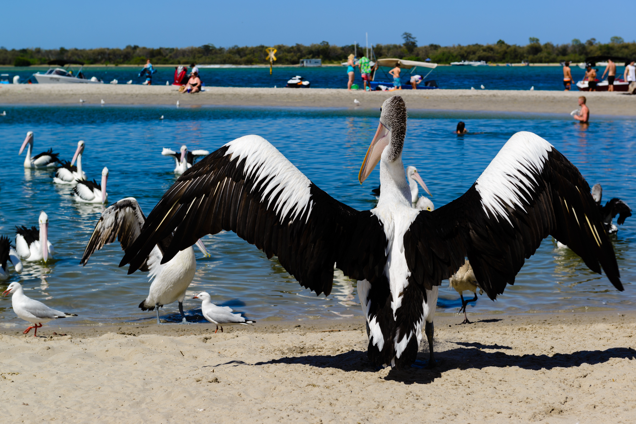澳洲黄金海岸喂鹈鹕,澳洲海边鹈鹕