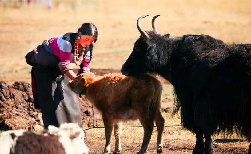 全球不足百头的动物,全球数量不到100只的动物
