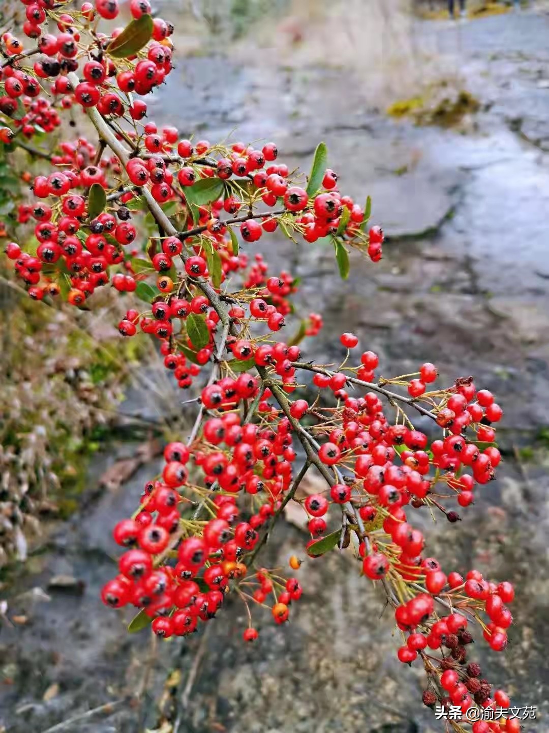六星散,六星分离测评