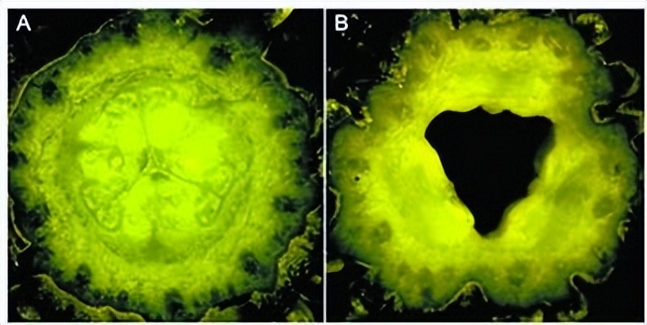 黄瓜基因组数据库怎么查基因序列,黄瓜花叶病毒基因序列
