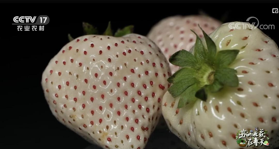 丹东九九草莓和红颜区别,丹东九九草莓新品