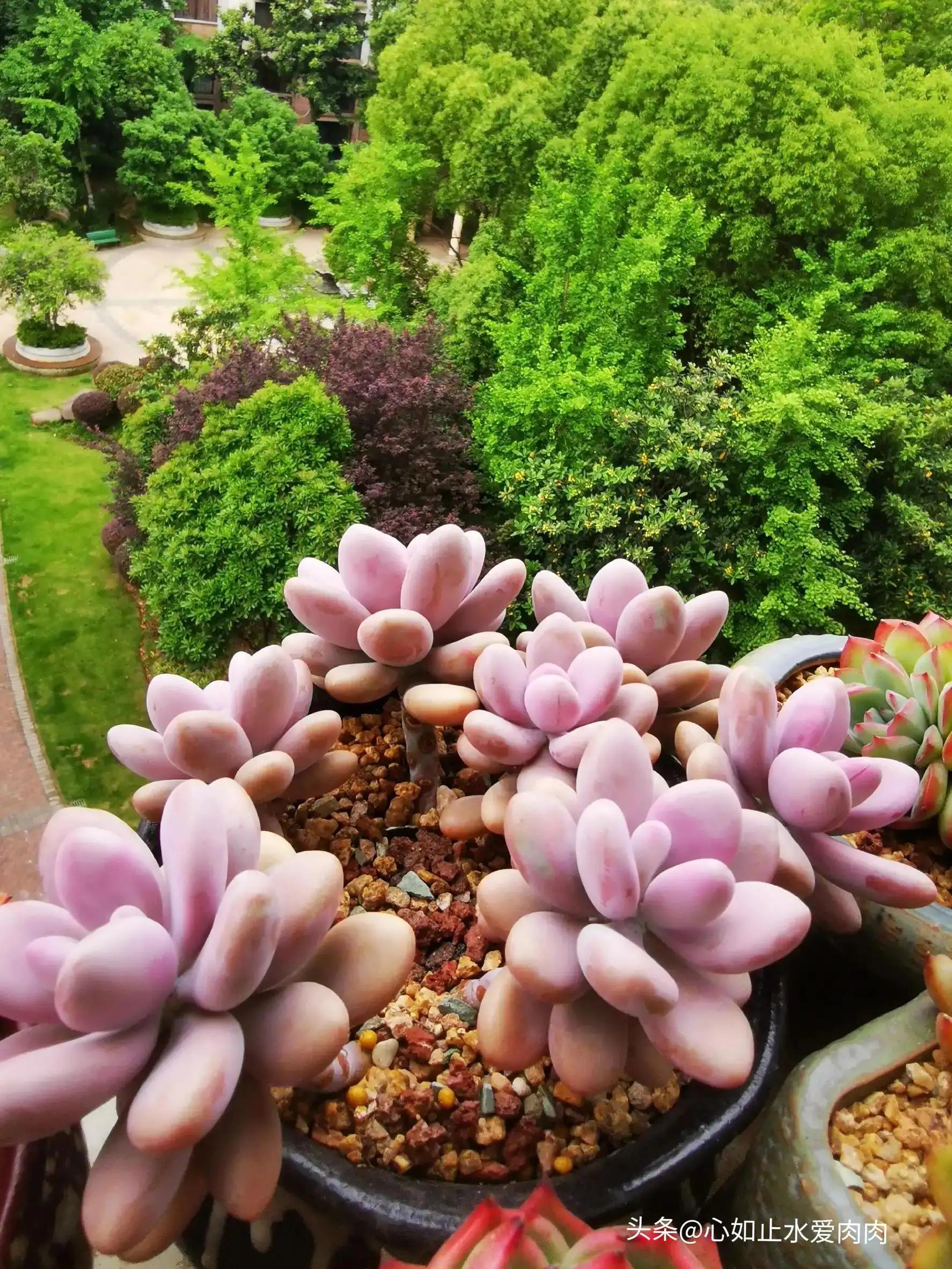 紫色是高级的浪漫,紫色是浪漫的最高级色调