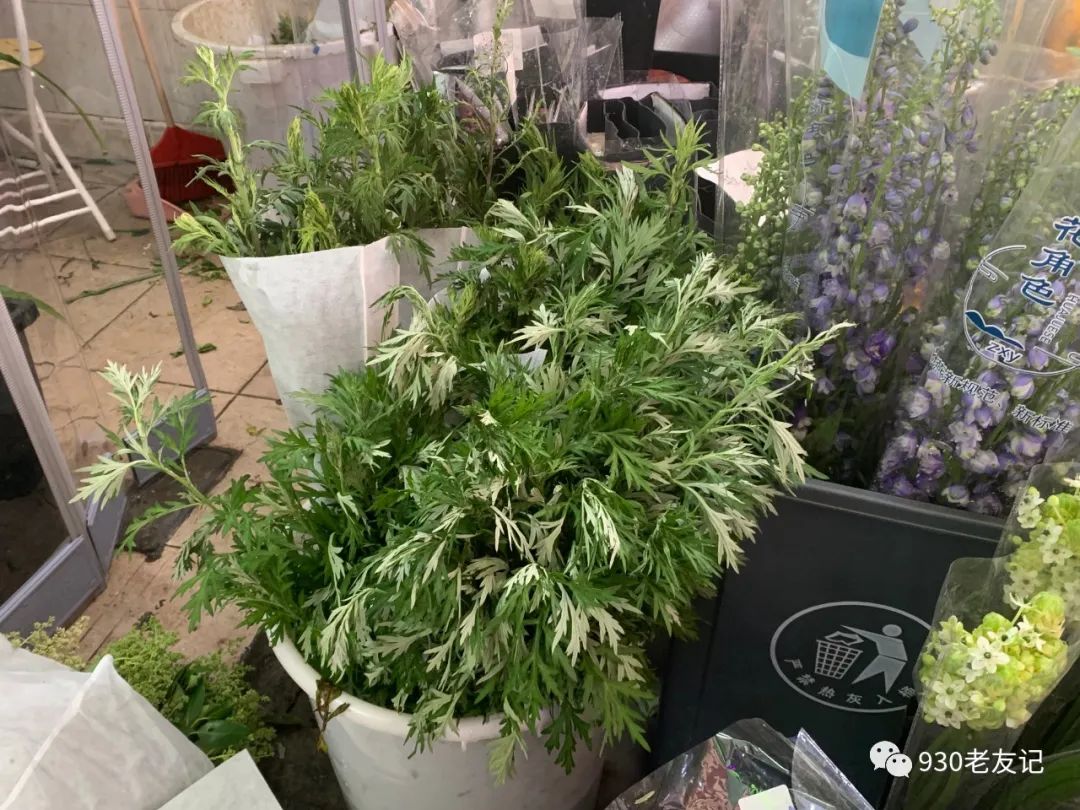 南宁街头出现艾草花束，菜市场里卖5元，花店里要近百元！你愿意买单吗？