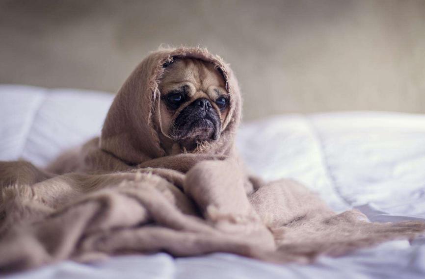 狗狗大量喝水是狂犬病吗,狗狗大量饮水