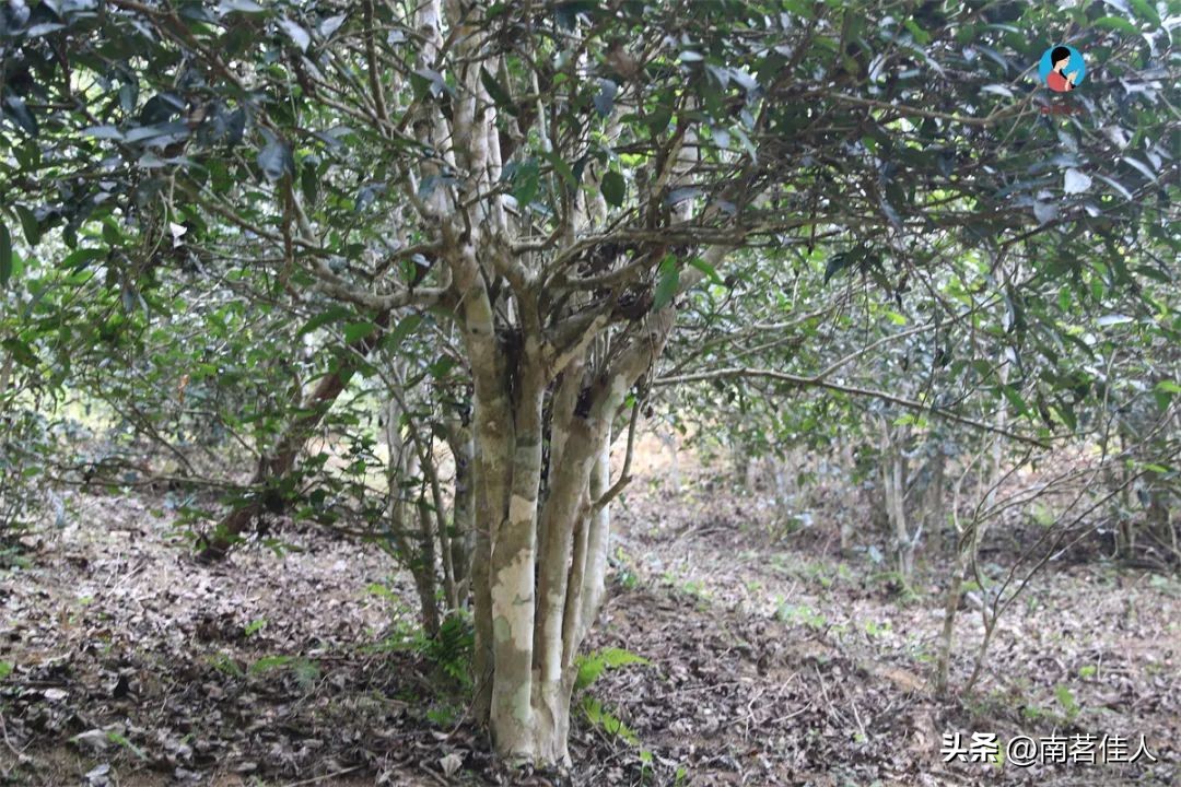 品鉴会视频全集,品鉴会30秒活动