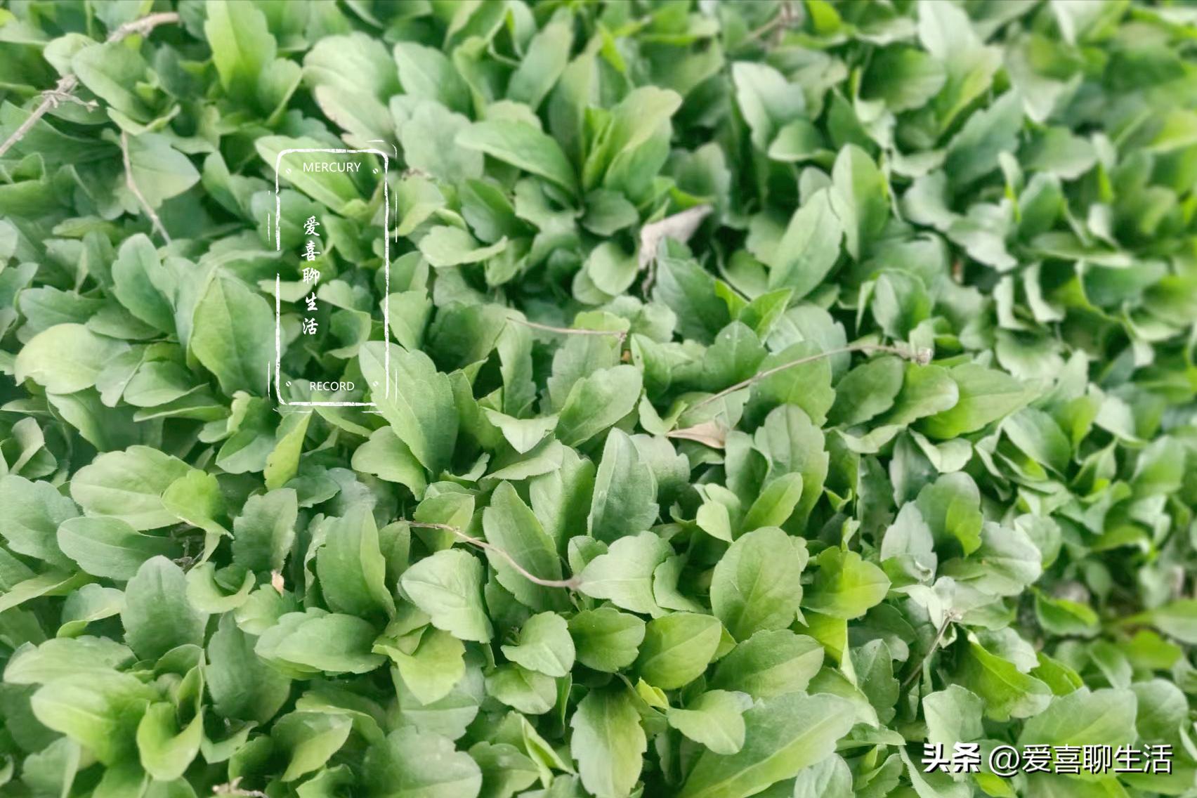 春季，6种蔬菜晒干比新鲜的更好吃，炒菜做饭特别香，还久放不坏