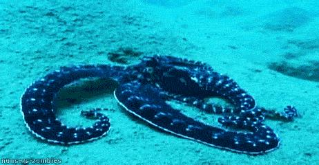 为什么章鱼被别人称为外星生物 (章鱼很有可能是外星留下来的物种)