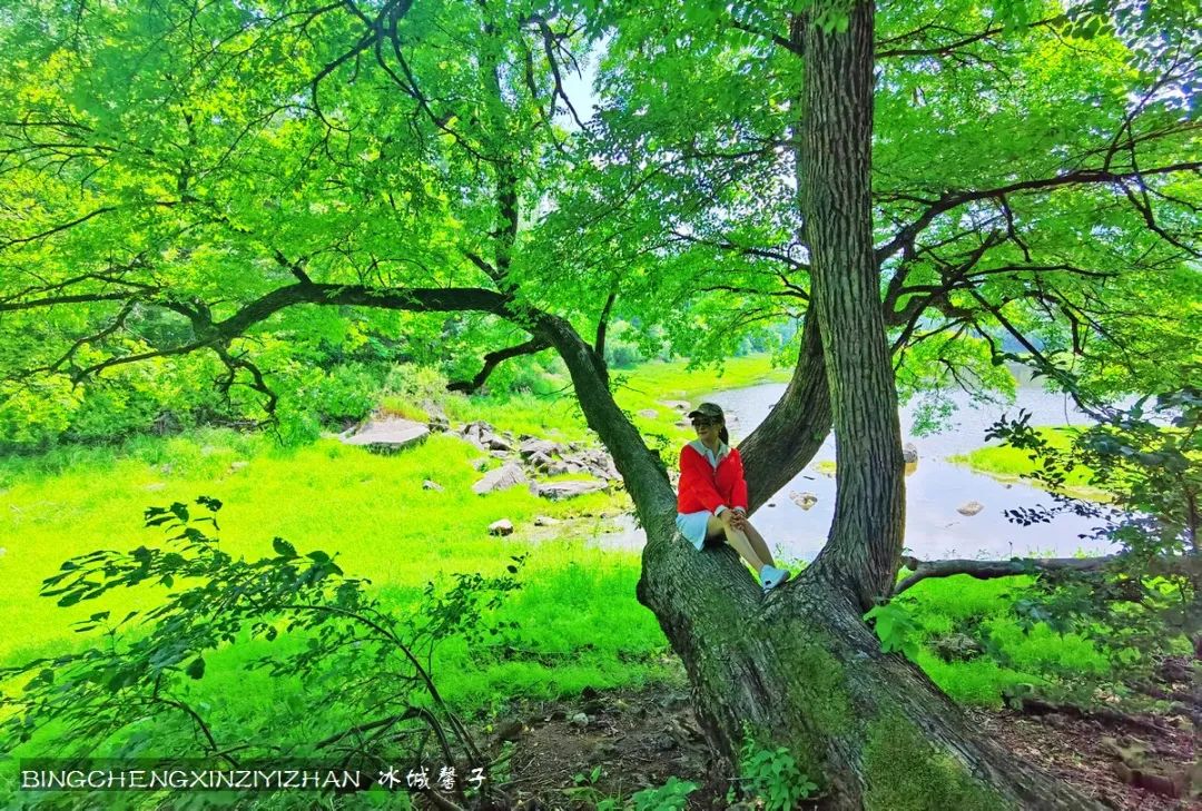 火山口国家森林公园与地下森林,清凉度夏探秘地下森林