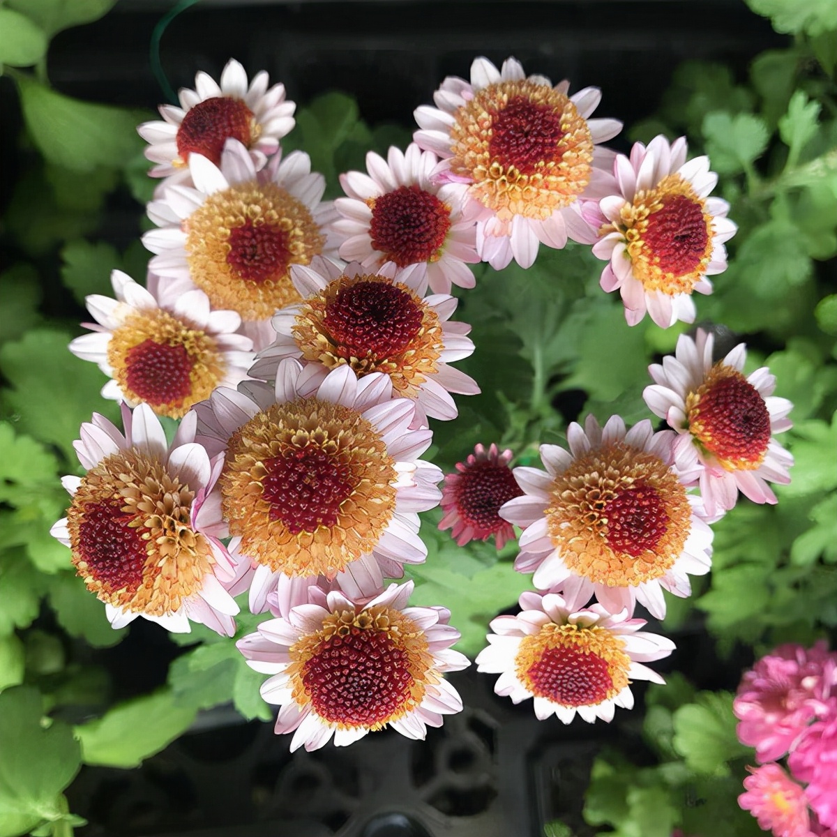 花园里的月季花竞相开放,花园里有7盆月季30盆菊花