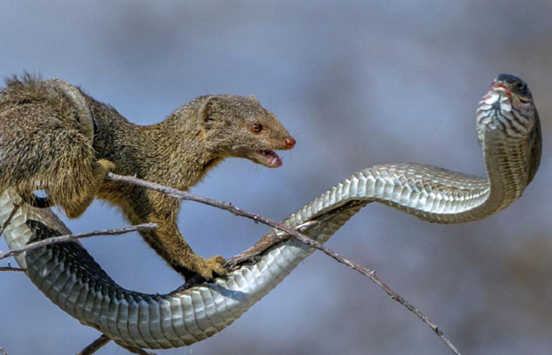 没翅膀会飞的动物,金花蛇飞行原理