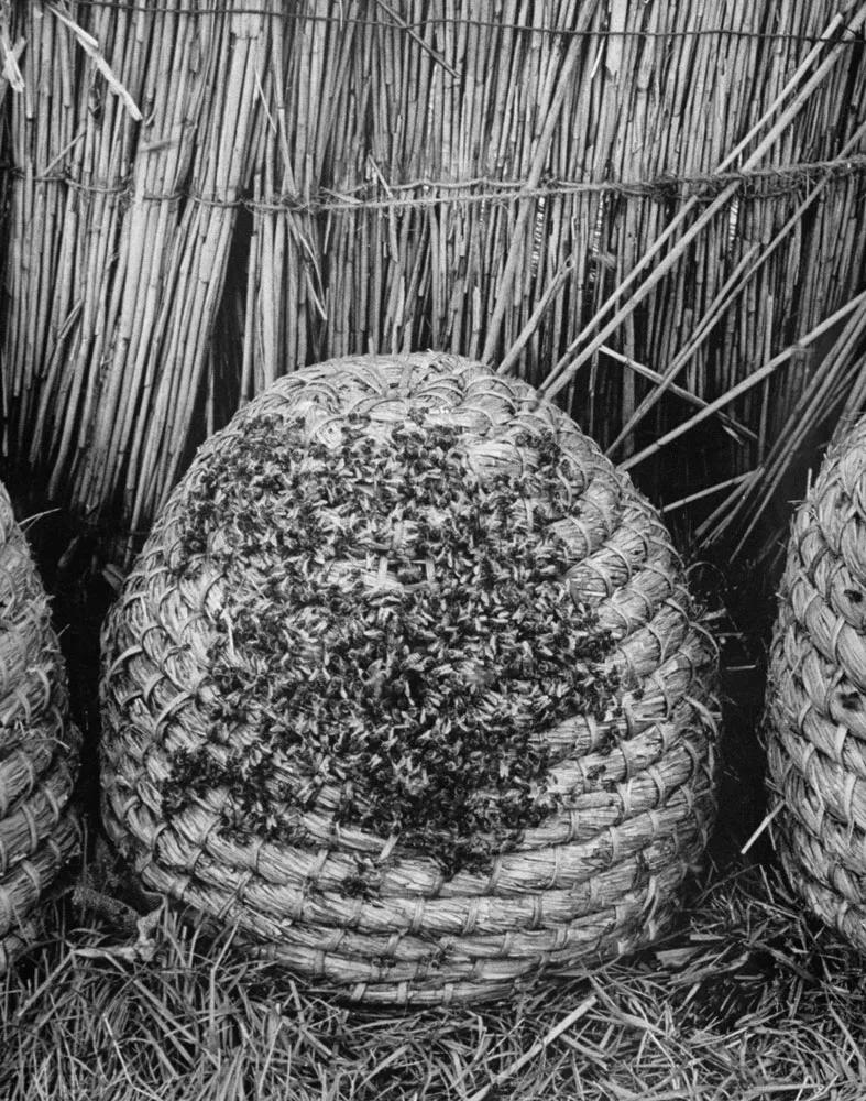 外国养蜂人视频大全,国外养蜂人的日常