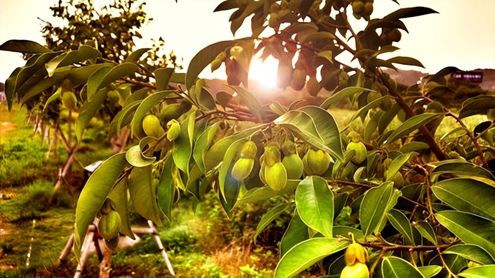 一两沉香万两金国内公认,一两沉香木